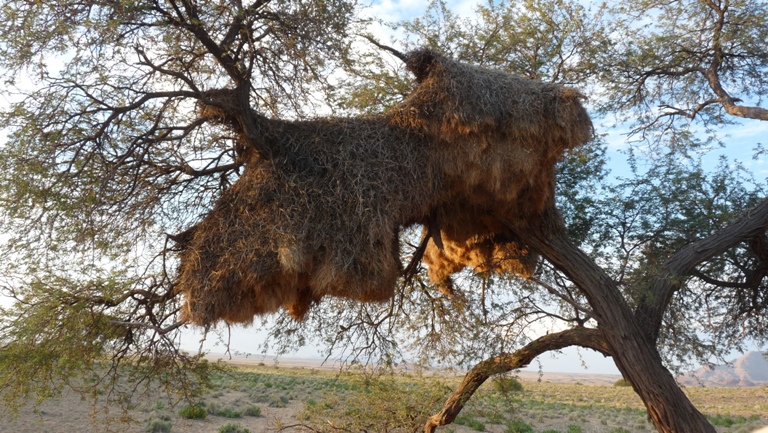 Nest Webervoegel